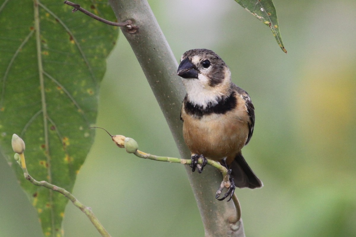 Rusty-collared Seedeater - ML343958091