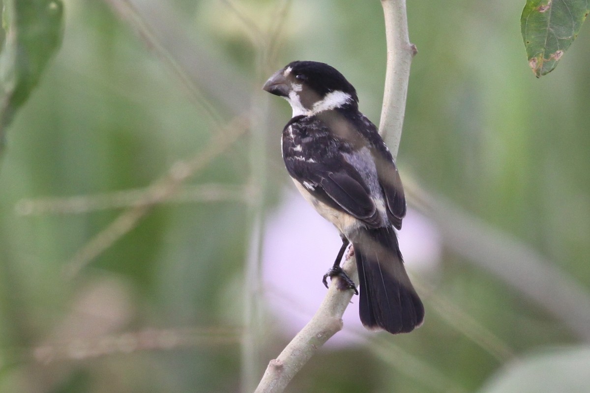 Rusty-collared Seedeater - ML343958101