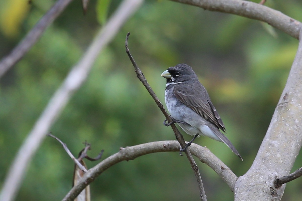 Double-collared Seedeater - ML343958471