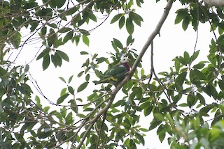  - White-headed Fruit-Dove