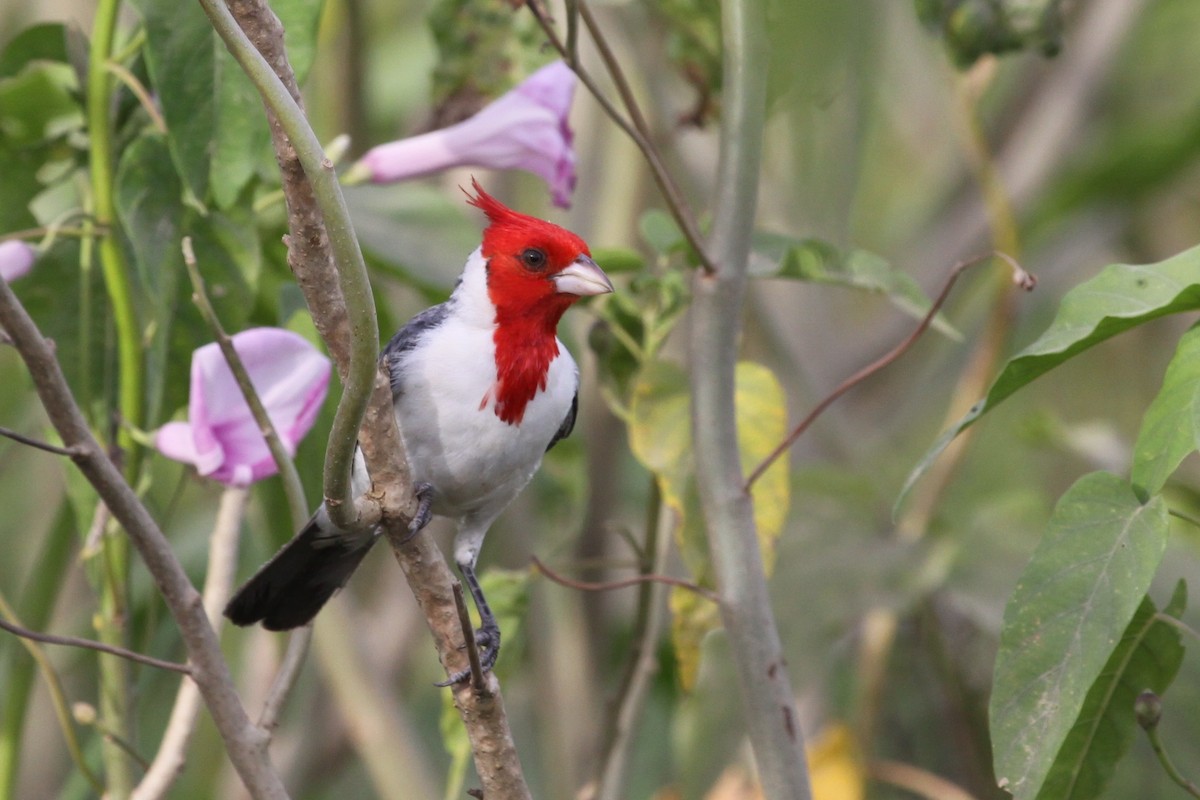 Red-crested Cardinal - ML343959431