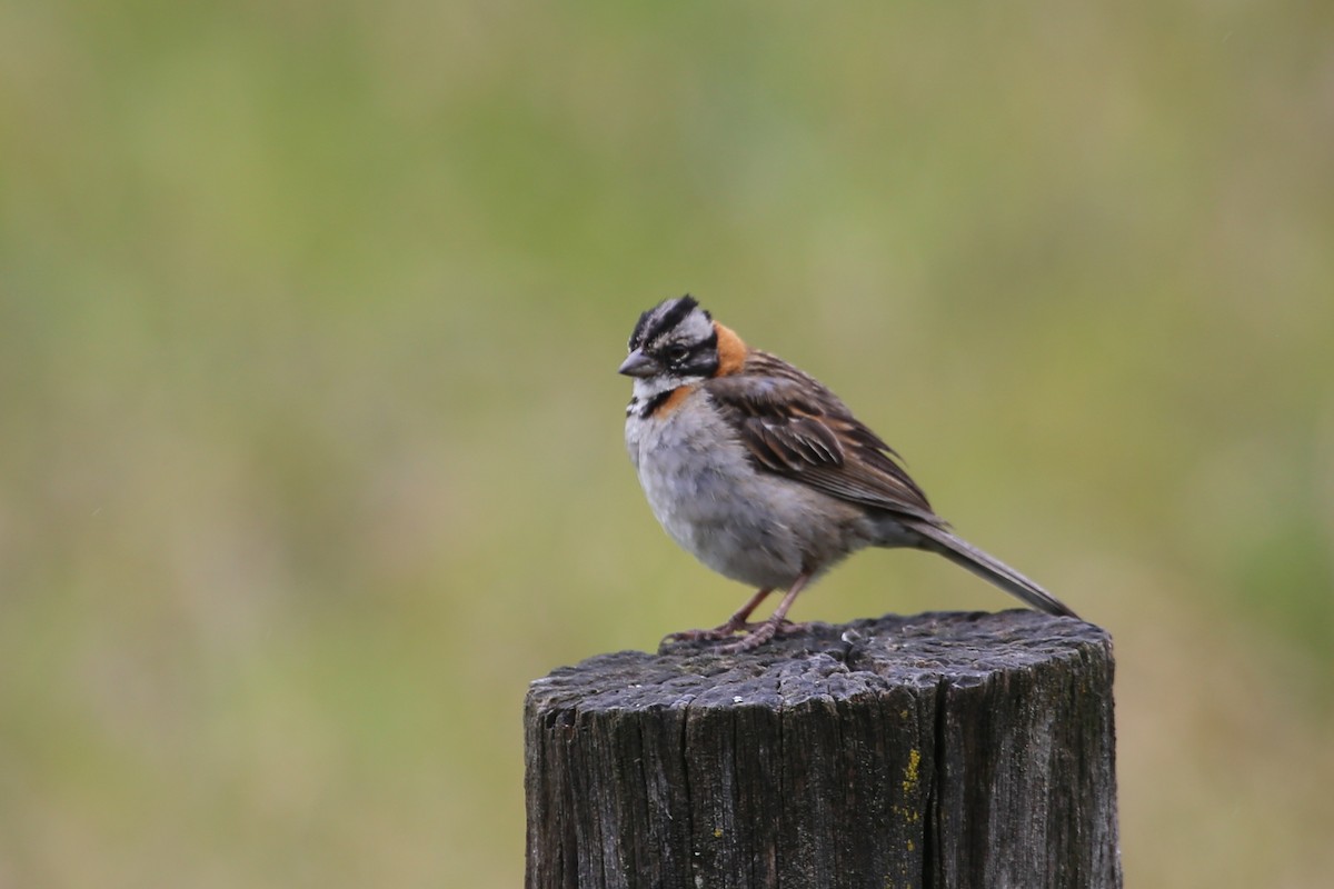 Rufous-collared Sparrow - Andy Jordan