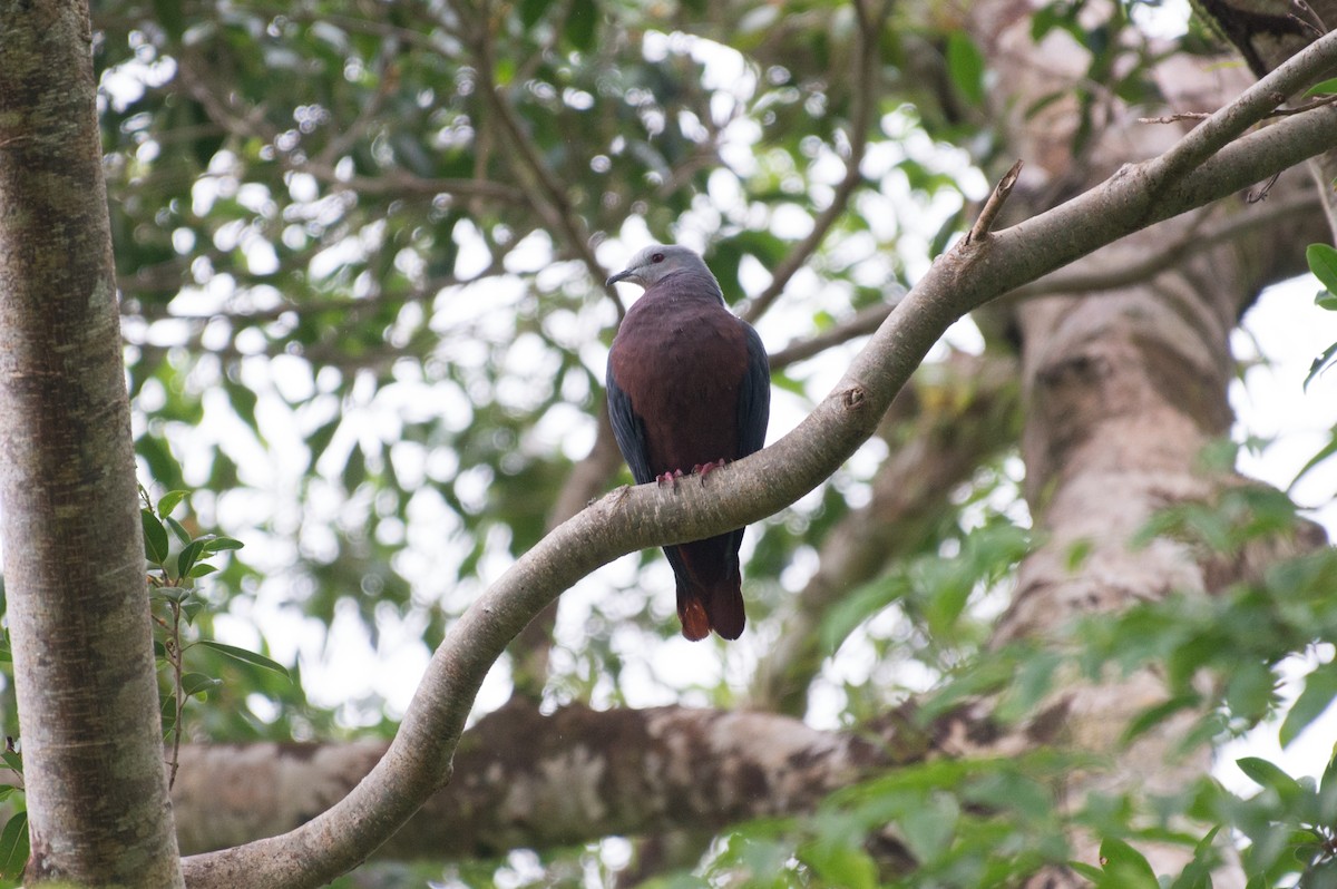 Chestnut-bellied Imperial-Pigeon - ML34396161