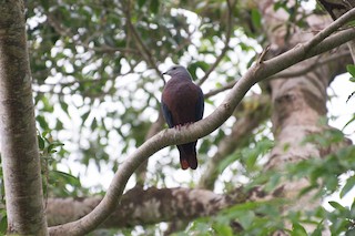  - Chestnut-bellied Imperial-Pigeon