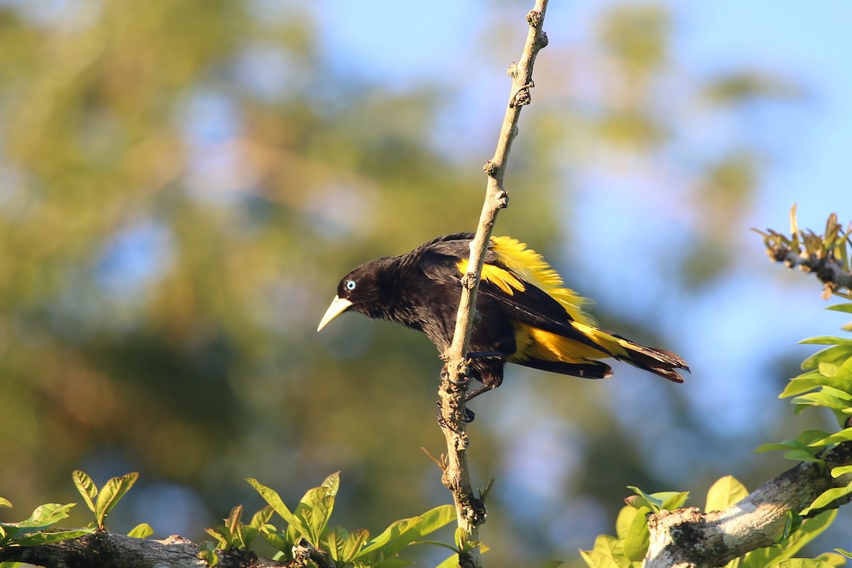 Yellow-rumped Cacique - ML343961841