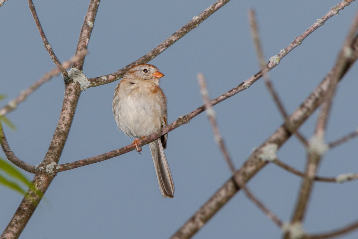 Field Sparrow - ML343961861