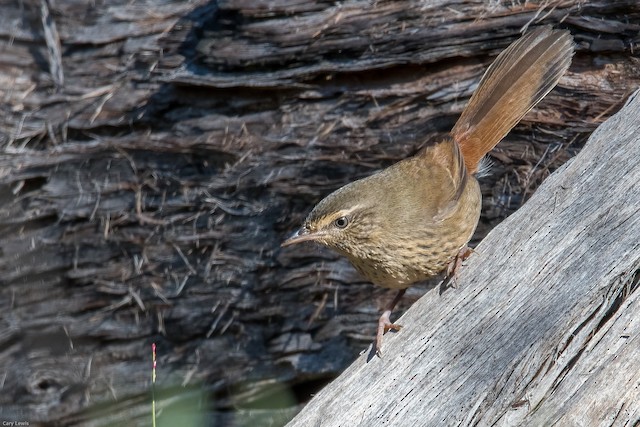 Chestnut Rumped Heathwren Ebird