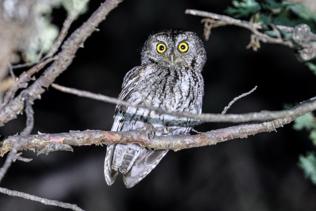 Whiskered Screech-Owl - Ricardo Lopez Z.