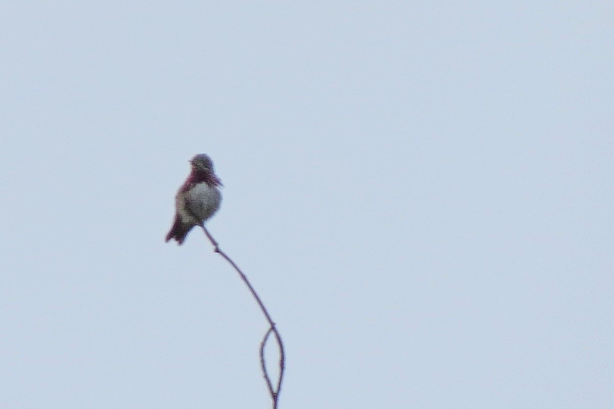 Calliope Hummingbird - ML343979491