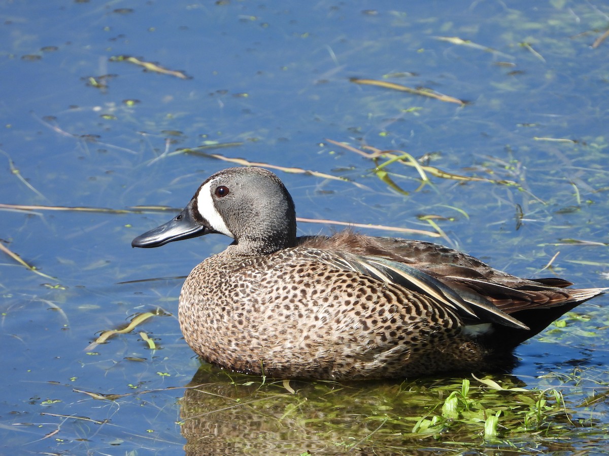 Blue-winged Teal - ML343980261