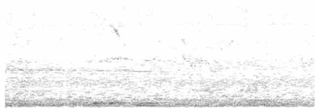 holub skalní (domácí) - ML343981221