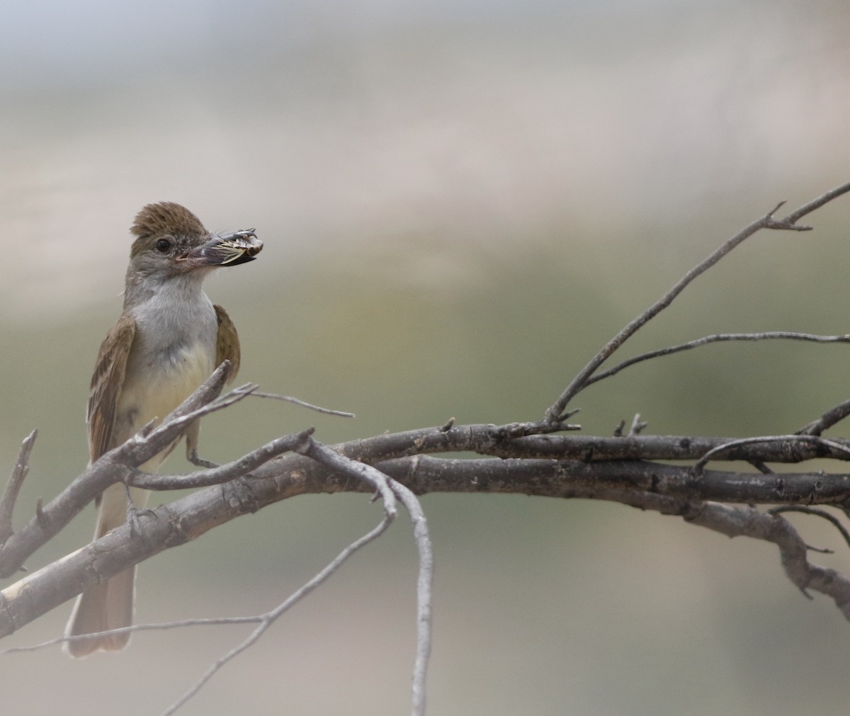 Brown-crested Flycatcher (Arizona) - ML343988121