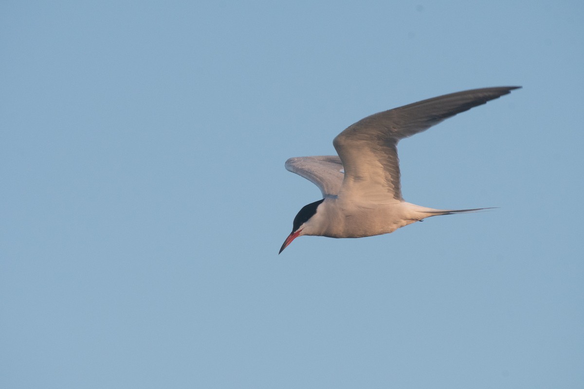 Common Tern - ML343994191