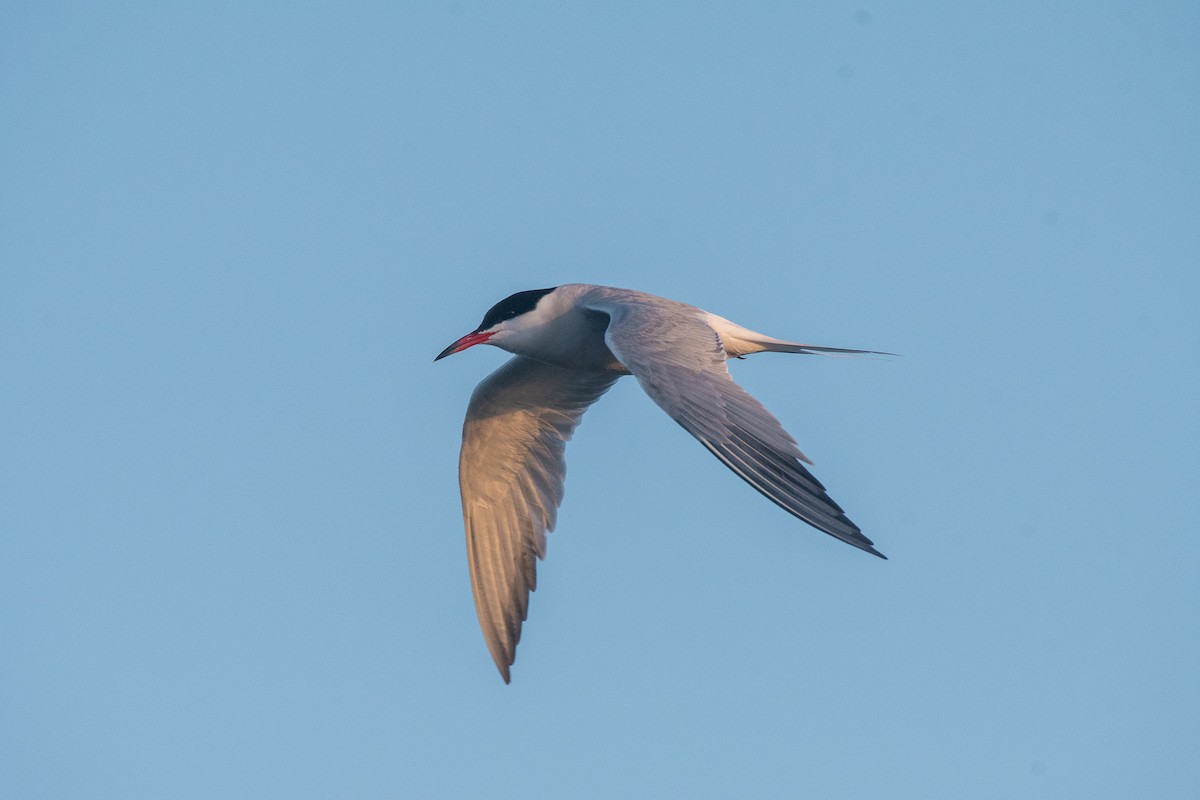 Common Tern - ML343994221