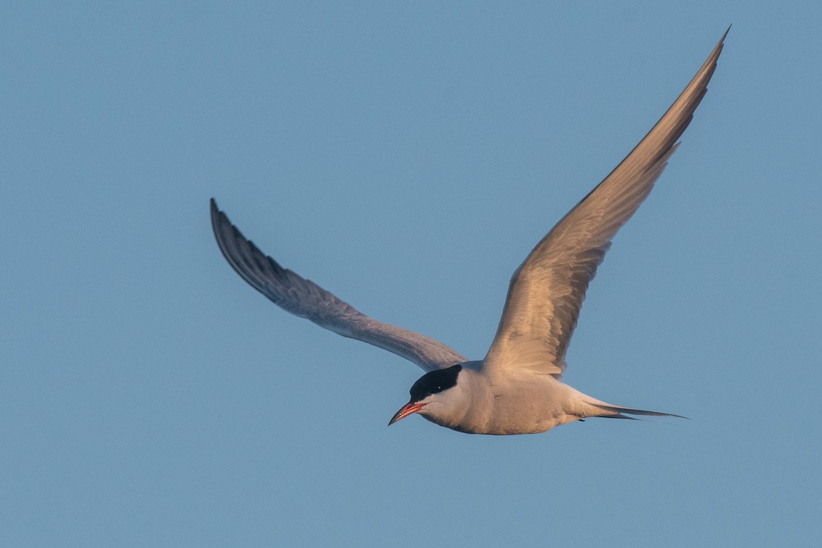 Common Tern - Graham Deese