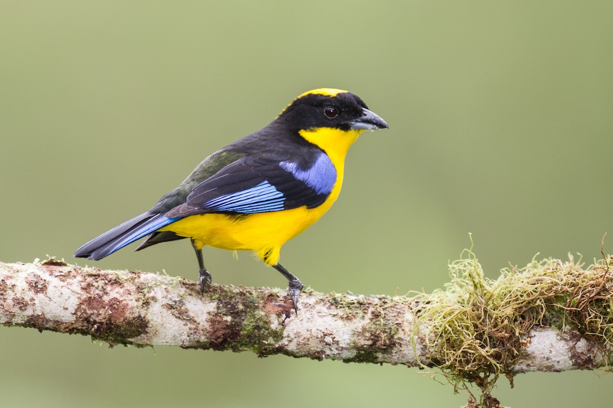 Blue-winged Mountain Tanager - Robert Lewis