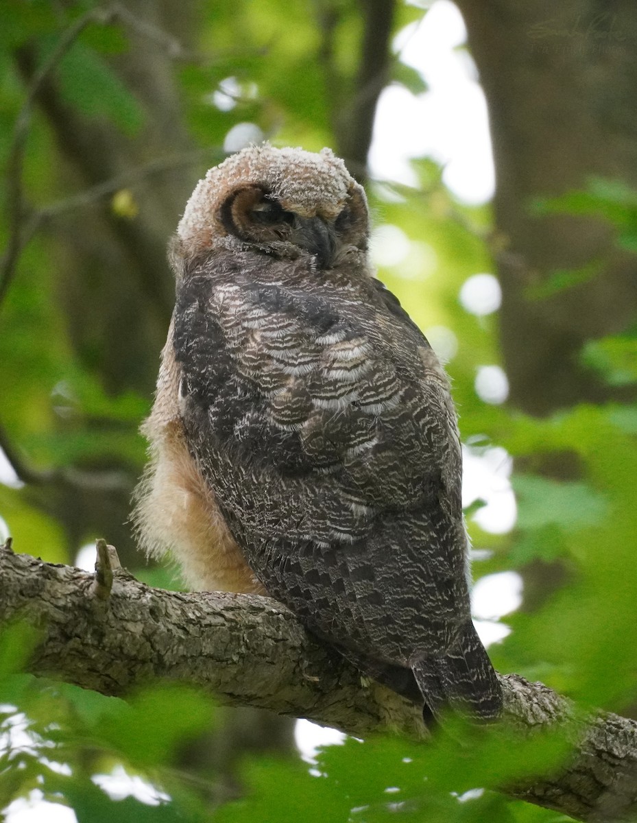 Great Horned Owl - ML343996471