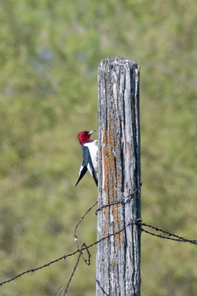 Red-headed Woodpecker - Graham Deese