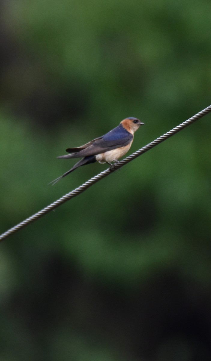 Red-rumped Swallow - ML343999171