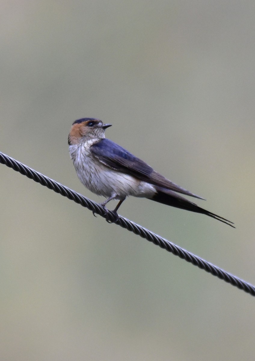 Red-rumped Swallow - ML344000701