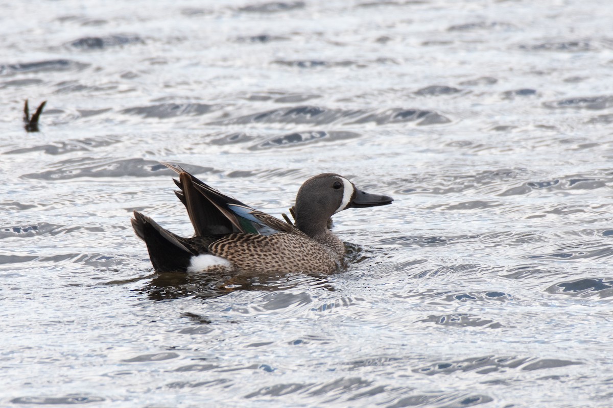 Blue-winged Teal - ML344001581
