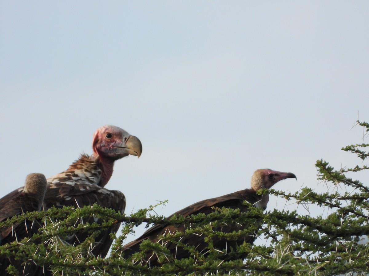 Lappet-faced Vulture - Victor Ikawa