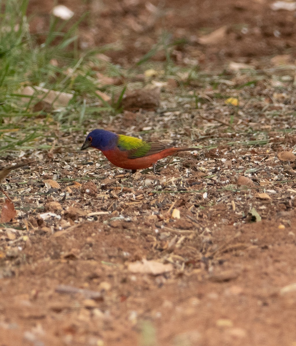 Painted Bunting - ML344003411