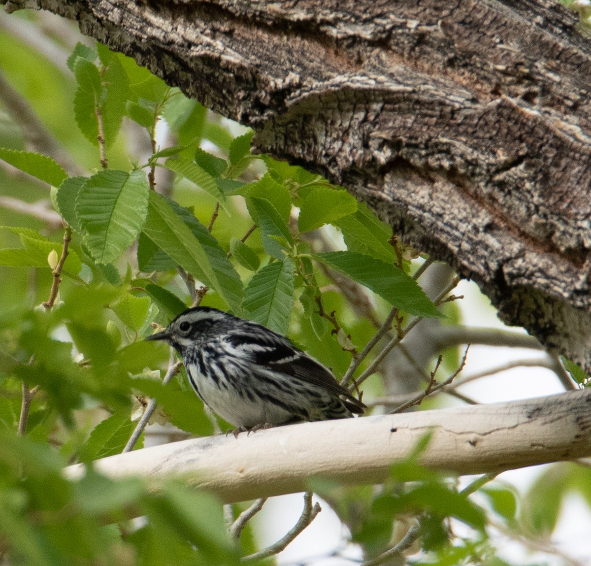 Black-and-white Warbler - ML344003511