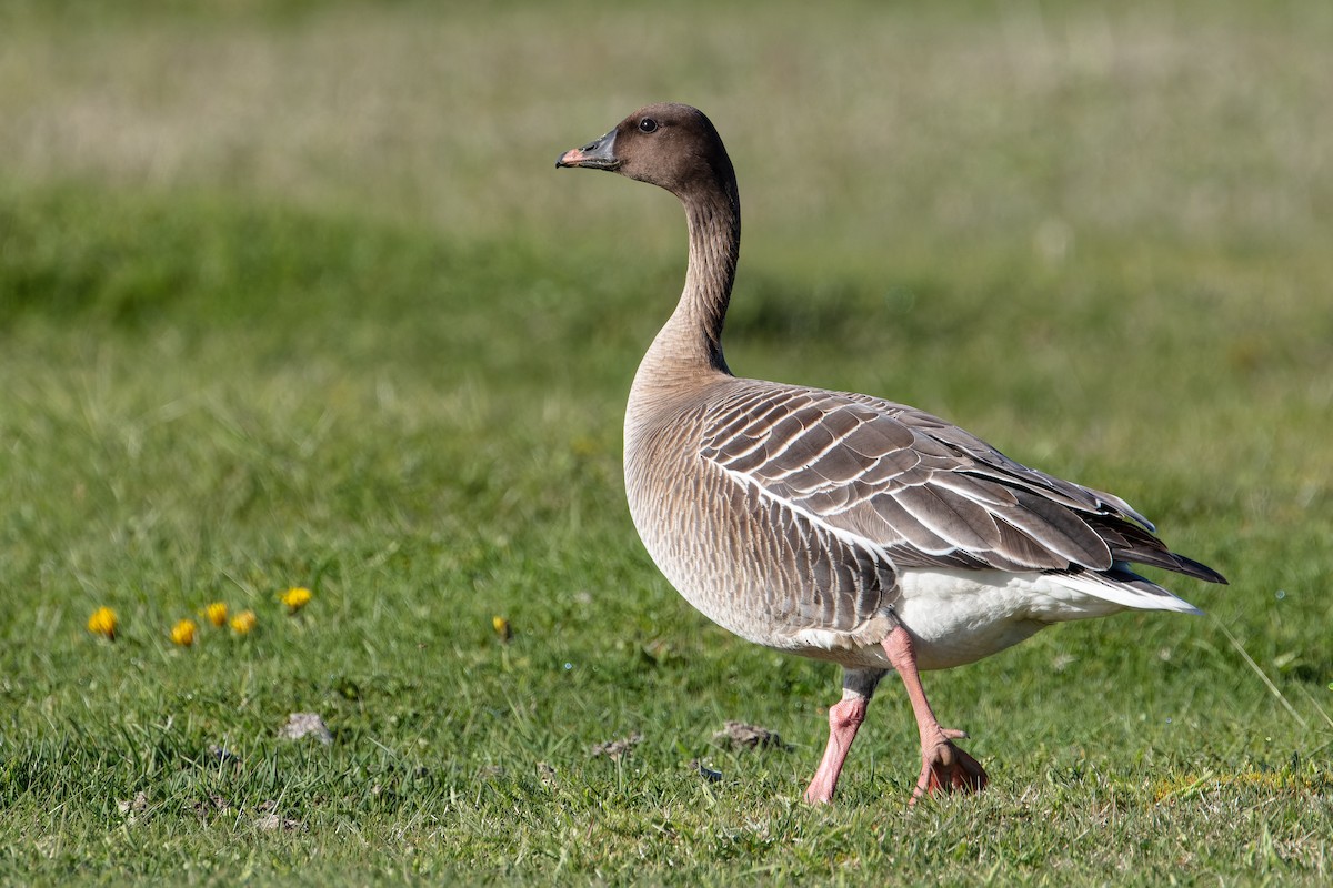 Pink-footed Goose - ML344009011