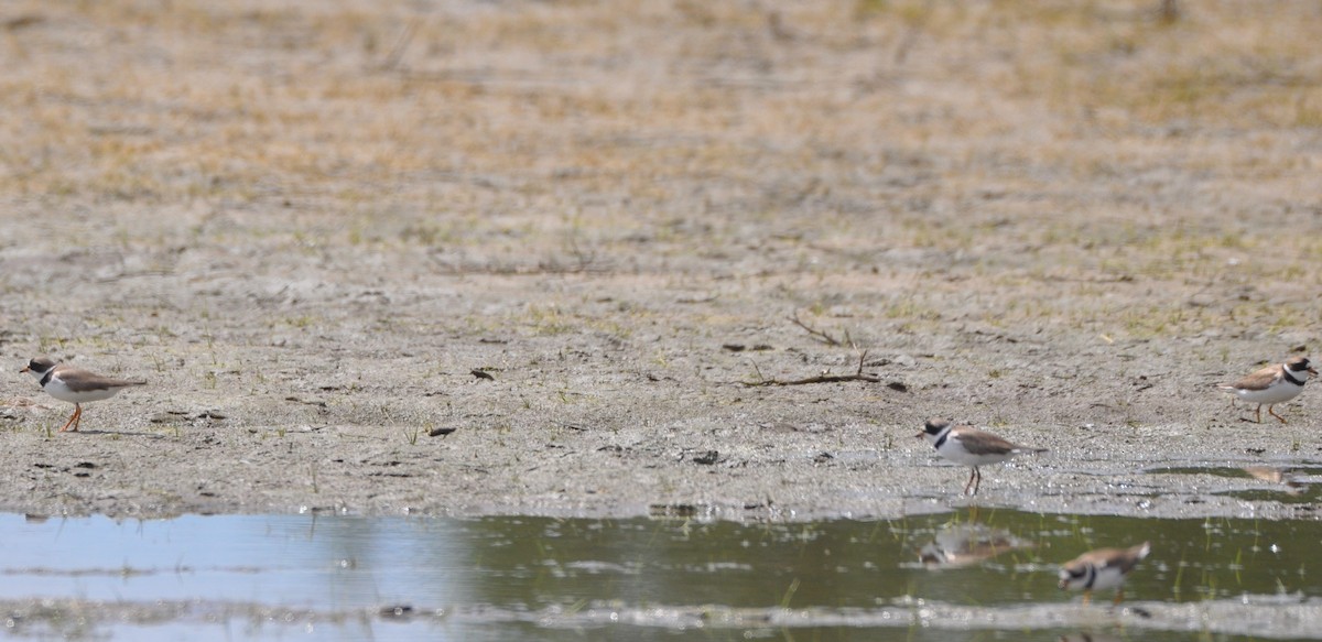 Semipalmated Plover - ML344010331