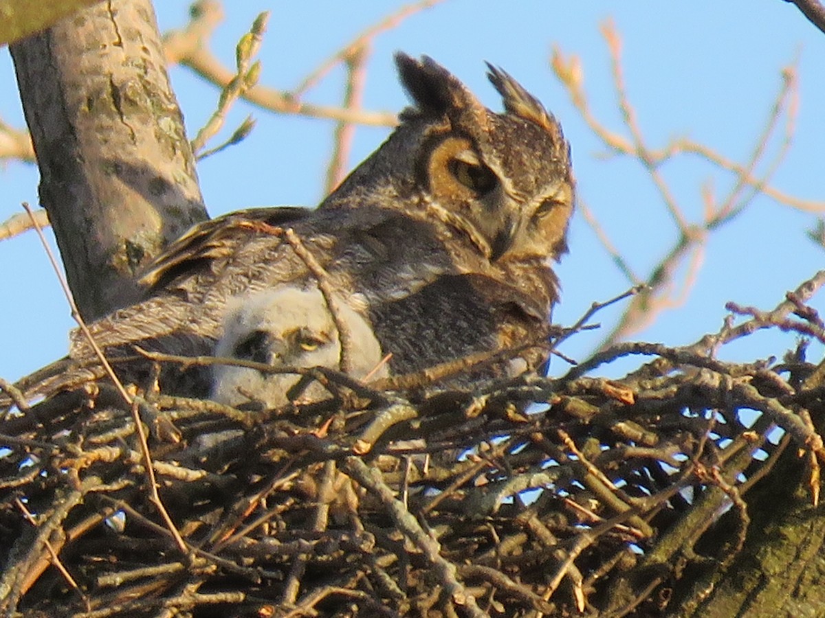 Great Horned Owl - ML344017441