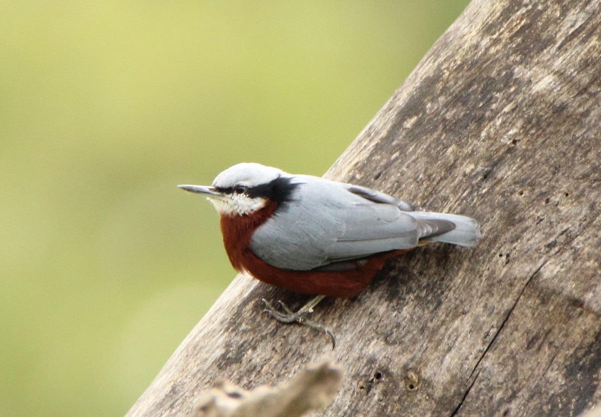 Indian Nuthatch - Jyothish Nelson
