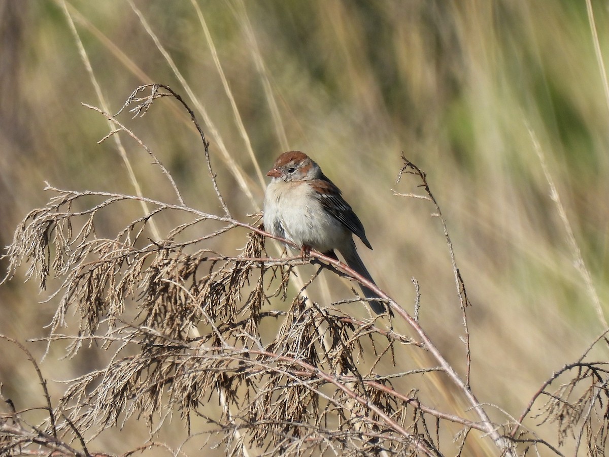 Field Sparrow - ML344031761