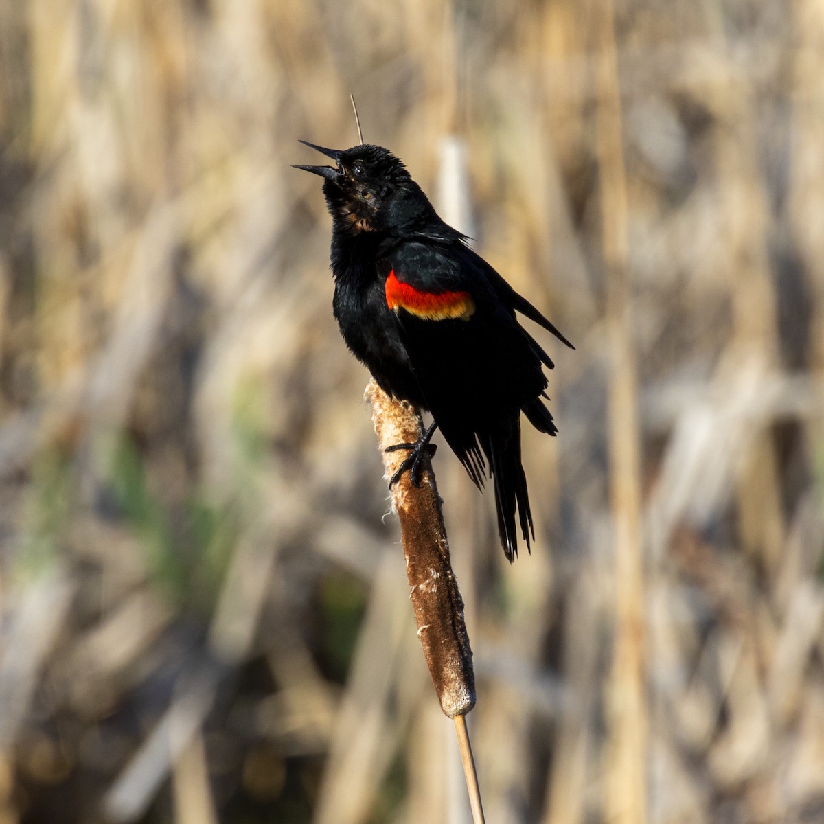 Red-winged Blackbird - Dan Vickers
