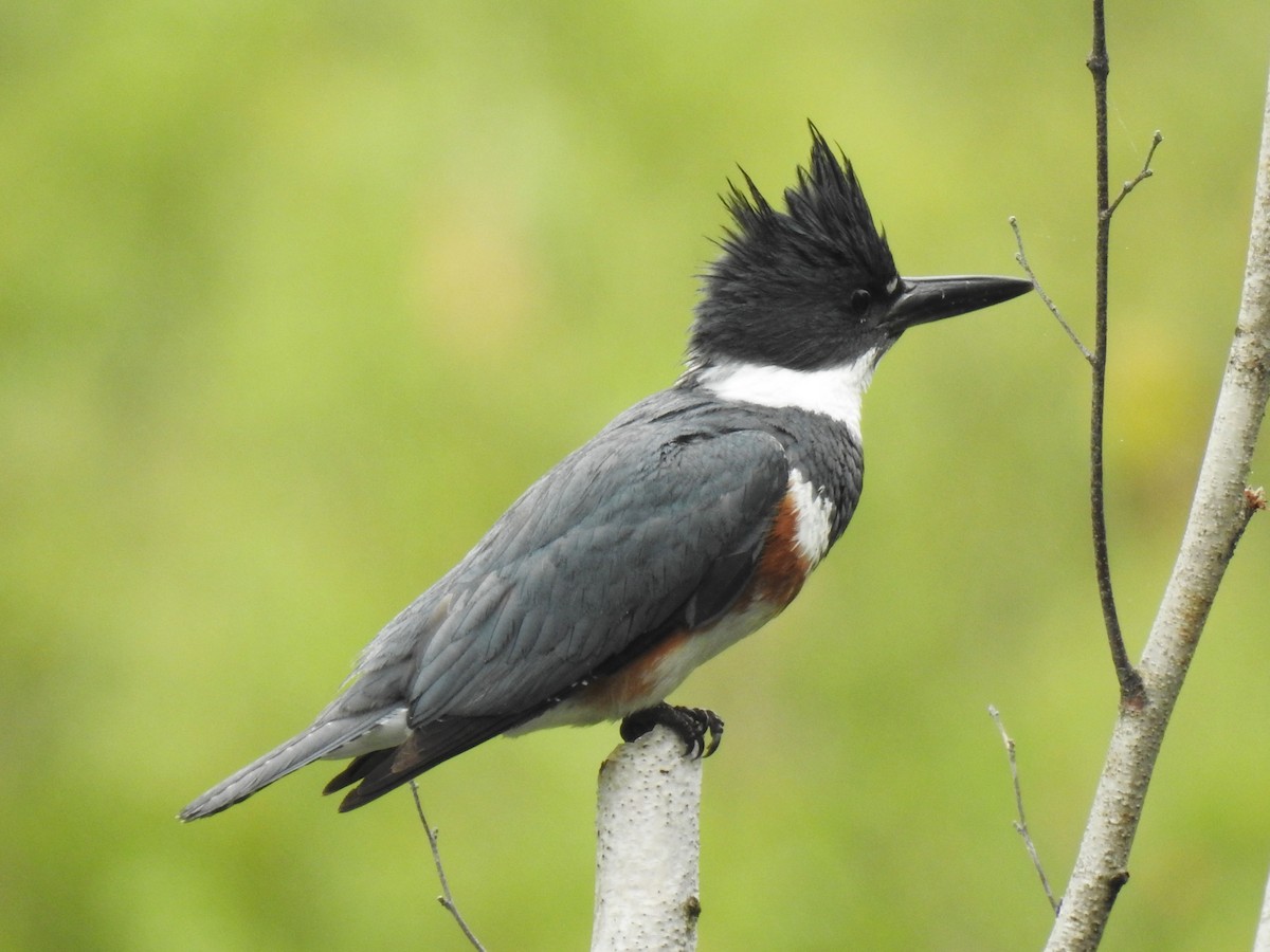 Belted Kingfisher - ML344034301