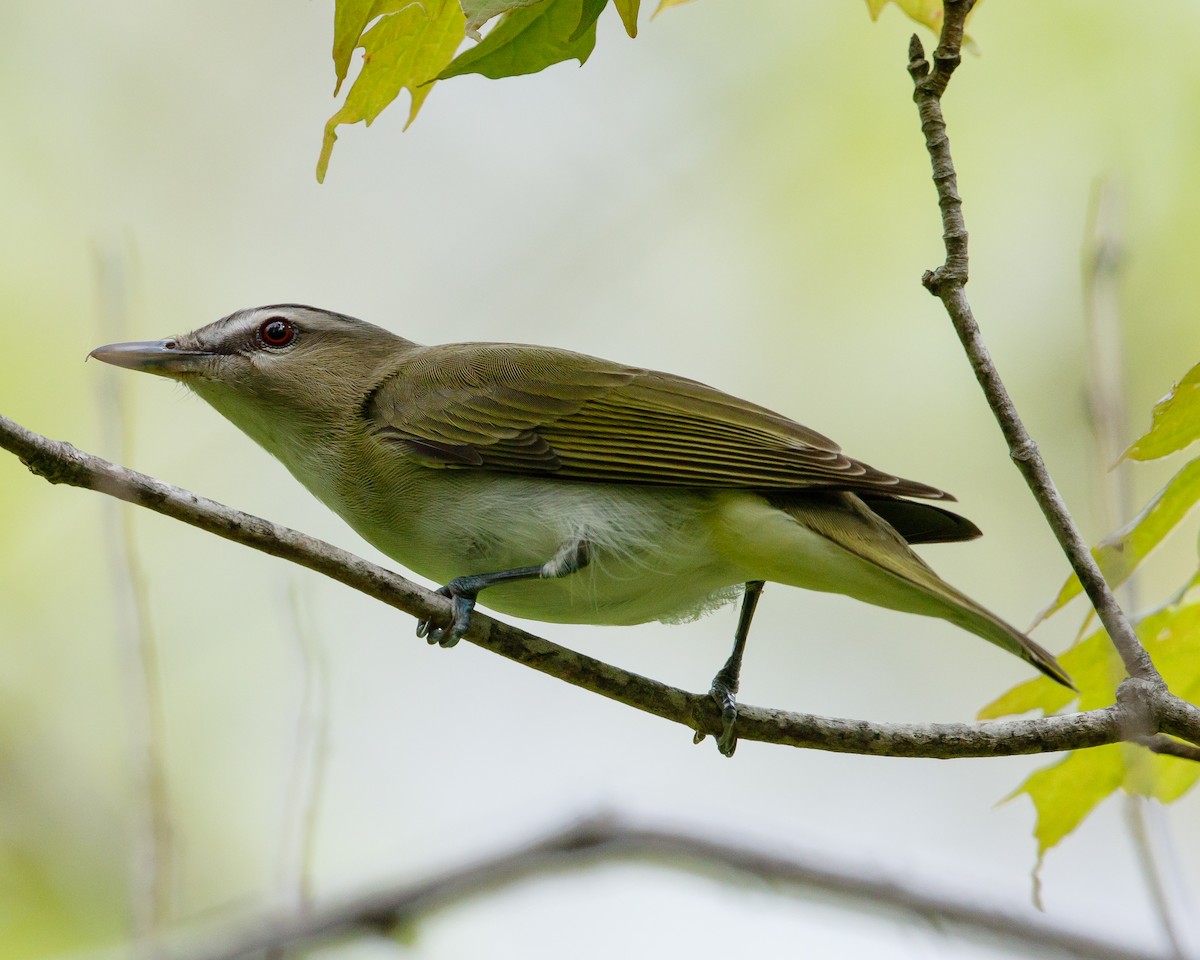 Red-eyed Vireo - Jeff Stacey