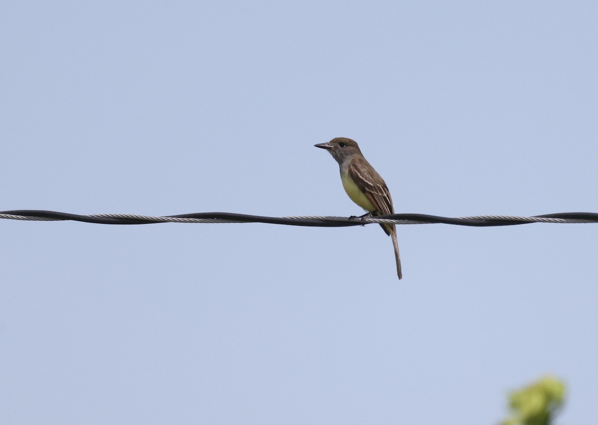 Great Crested Flycatcher - ML344044101