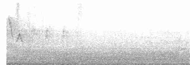 Дятел-смоктун білочеревий - ML344049671