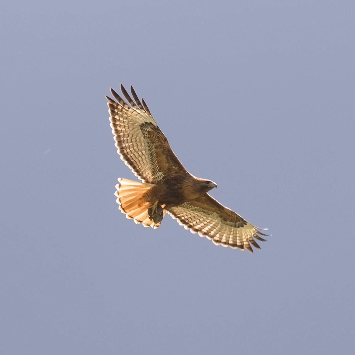 Red-tailed Hawk - Dan Vickers