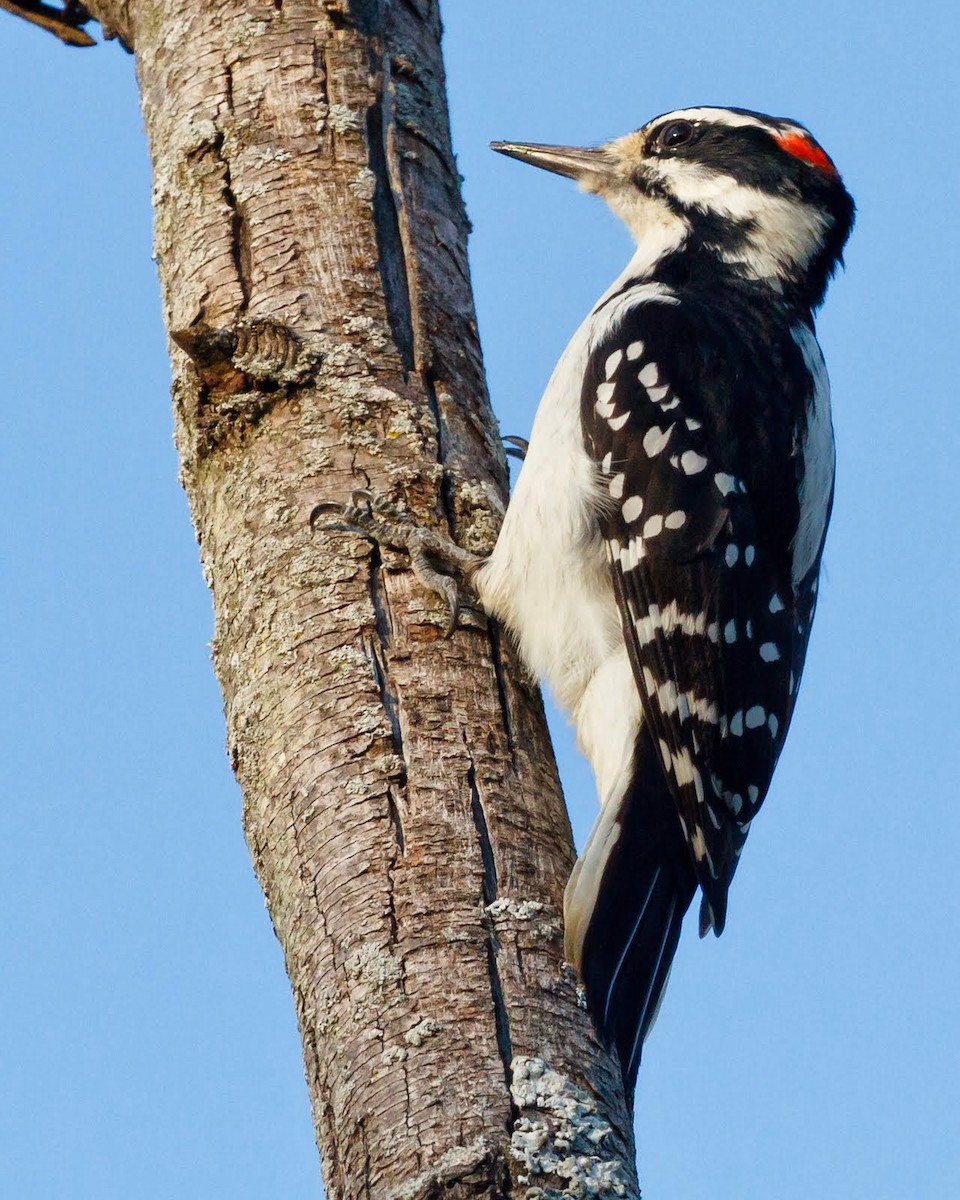 Hairy Woodpecker - ML34405401