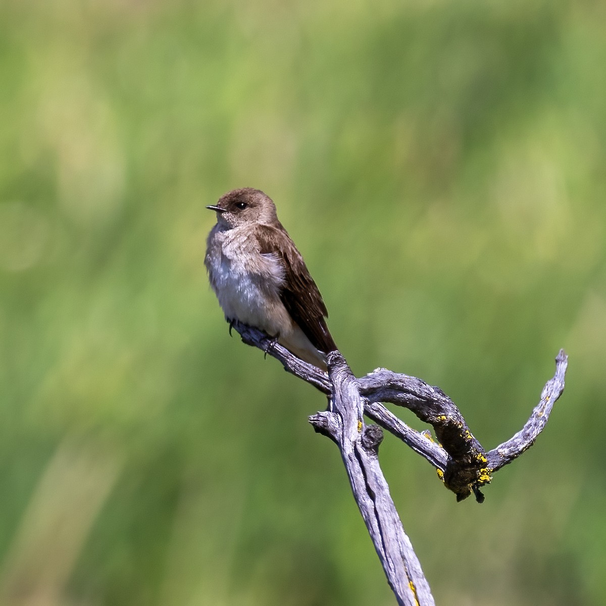 Northern Rough-winged Swallow - Dan Vickers