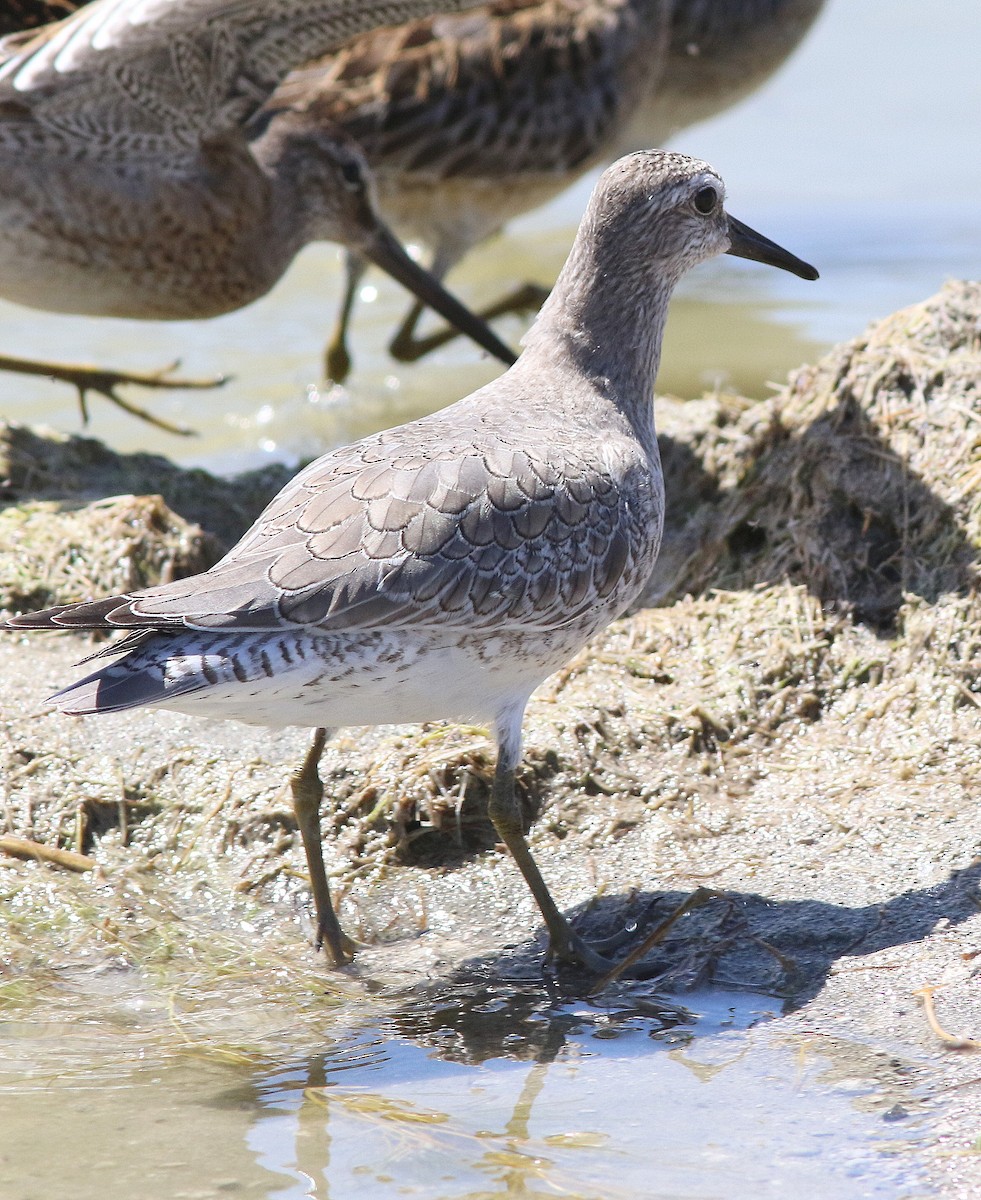 Red Knot - ML34406281