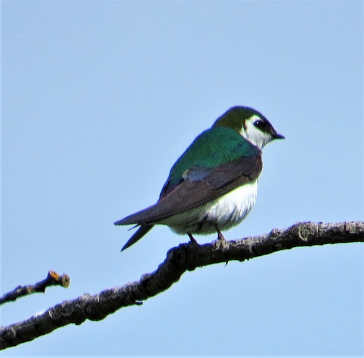 Violet-green Swallow - ML344065131