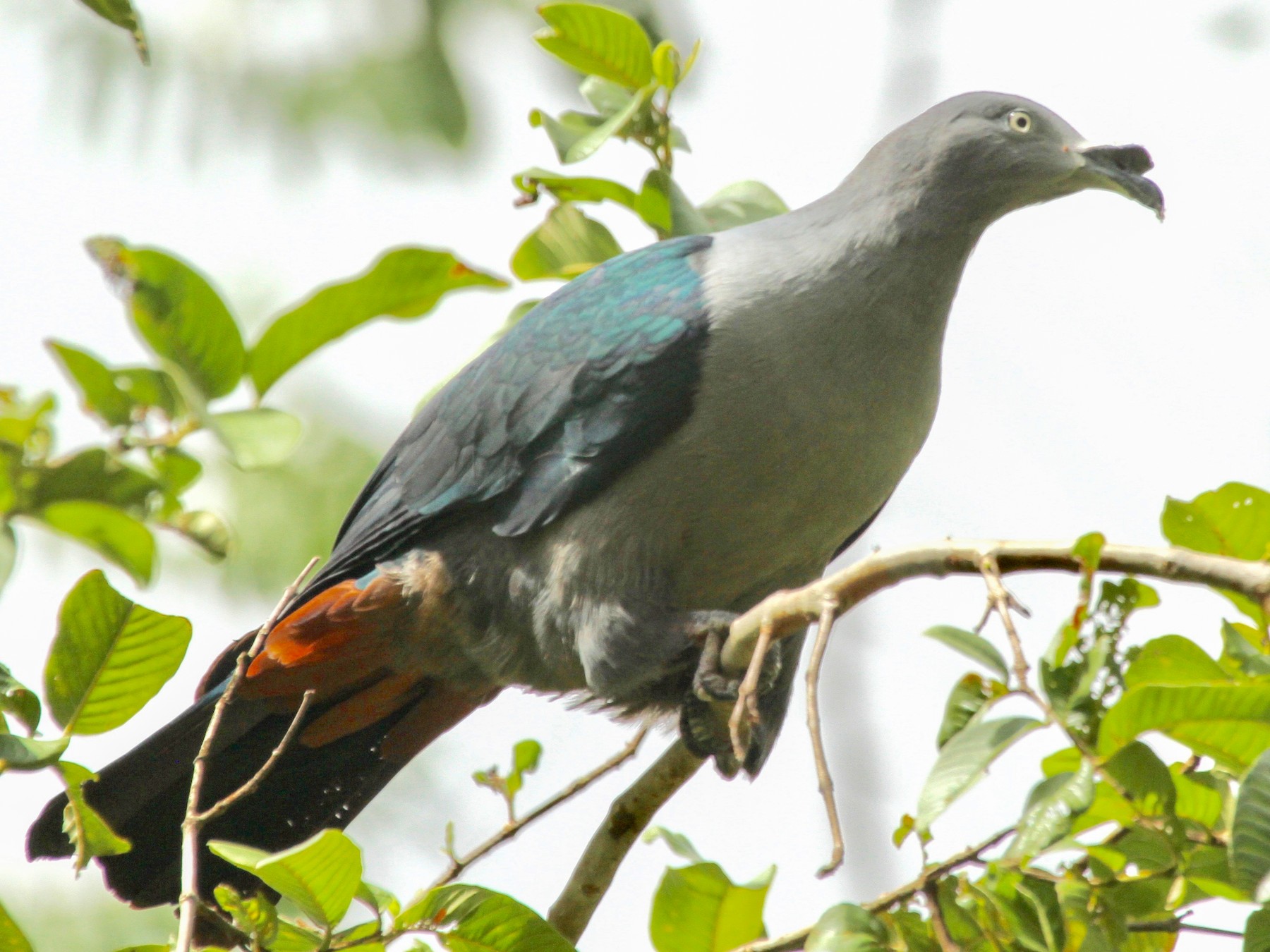 Marquesas Imperial-Pigeon - Connie Lintz