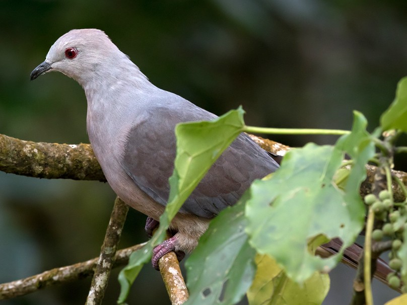 Peale's Imperial-Pigeon - Lars Petersson | My World of Bird Photography