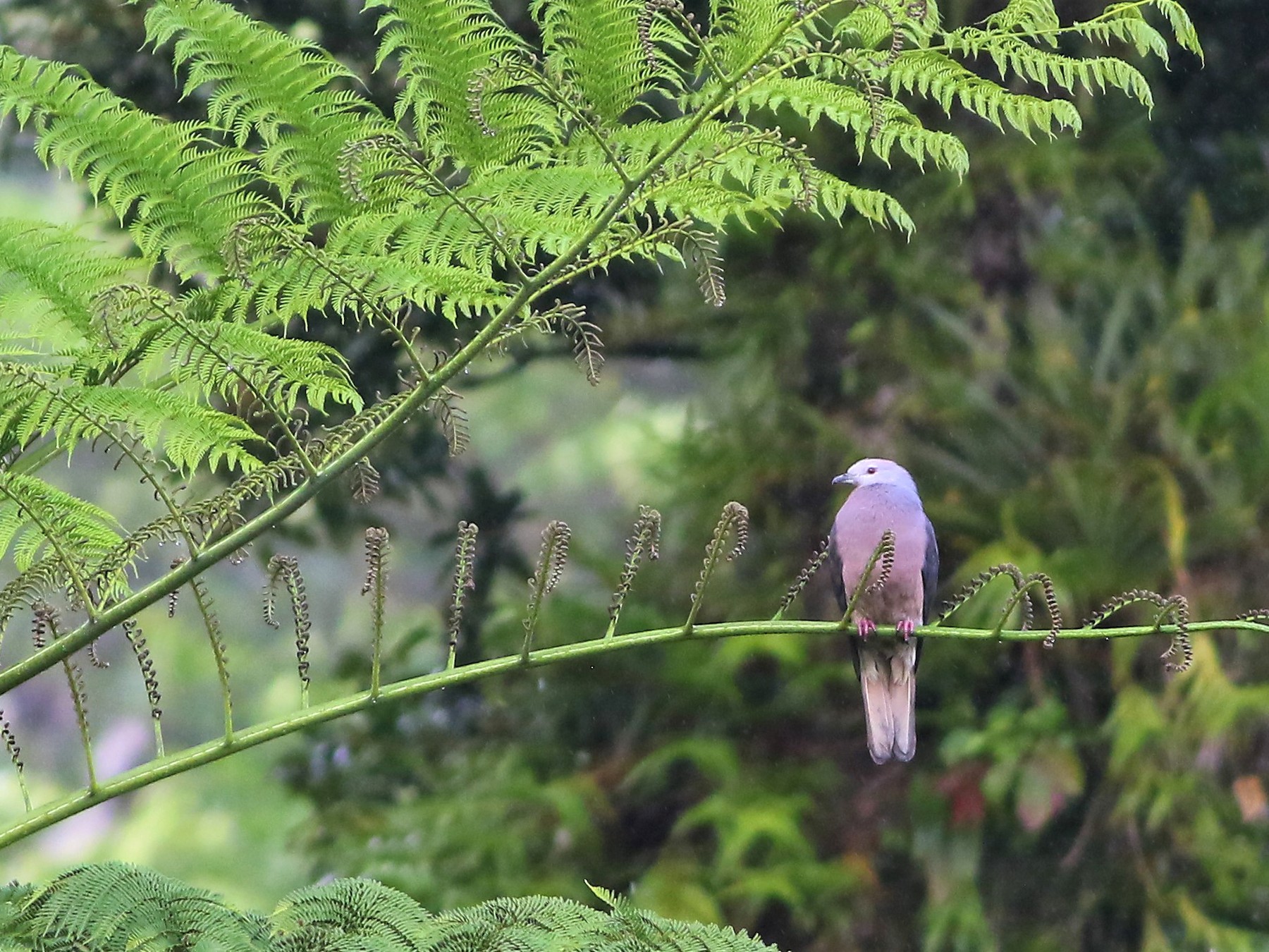 Peale's Imperial-Pigeon - Ko Cheng