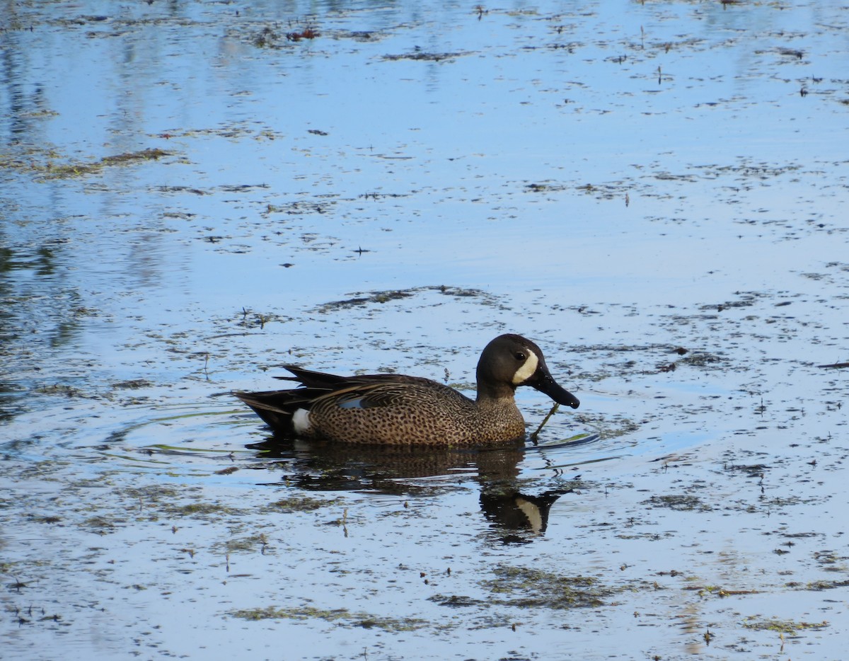 Blue-winged Teal - ML344075051