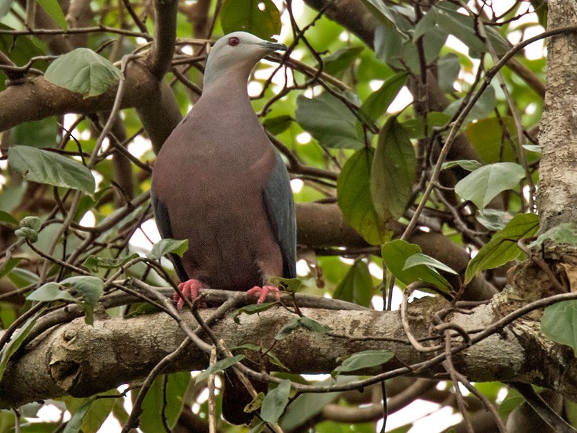 Chestnut-bellied Imperial-Pigeon - Lars Petersson