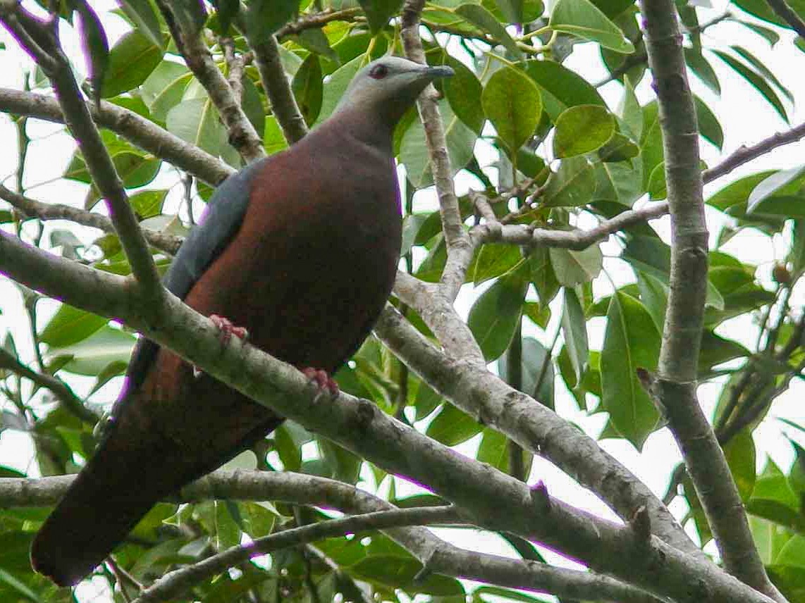 Chestnut-bellied Imperial-Pigeon - Guy Dutson