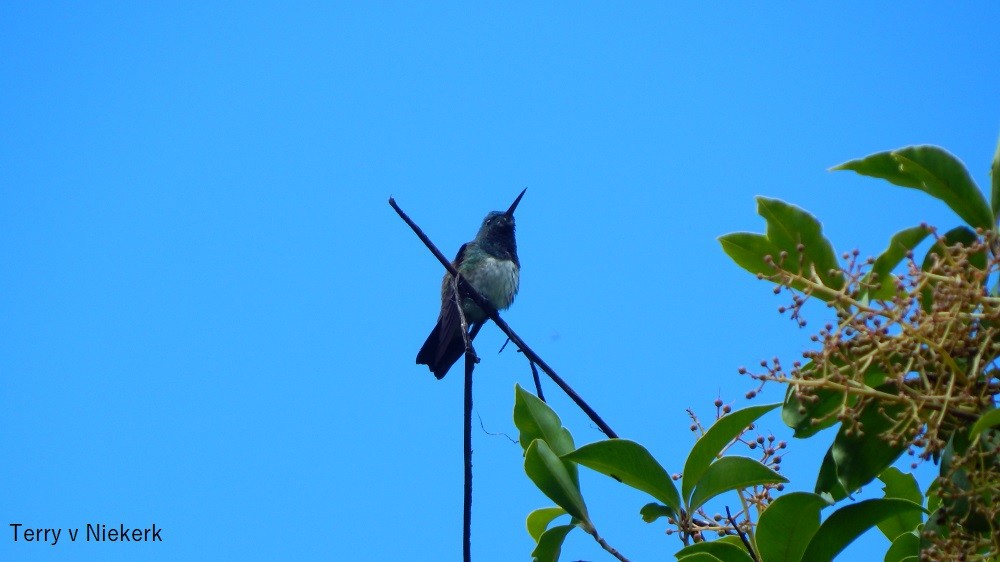 Snowy-bellied Hummingbird - ML344077351